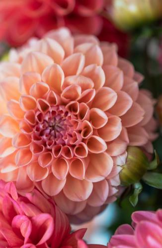 Chrysantheme